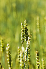 Image showing immature cereals ,  wheat