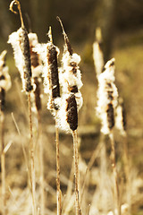 Image showing Yellow reeds spring  