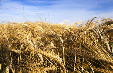 Image showing Yellow ripe rye  