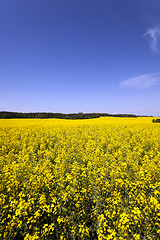 Image showing Rape field  . Blue sky.