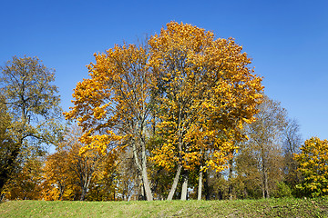 Image showing autumn season ,  foliage