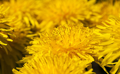 Image showing dandelions   close up  