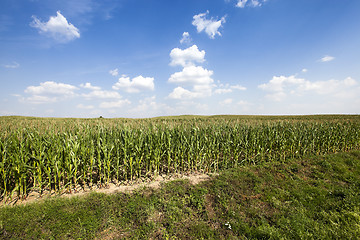 Image showing corn field. Summer 