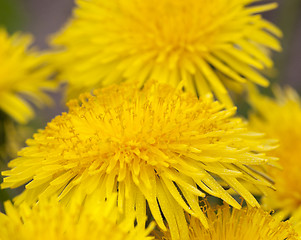 Image showing dandelion yellow , spring  