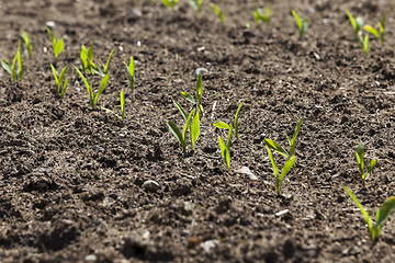 Image showing corn field. close-up  