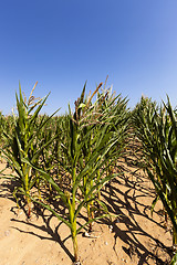 Image showing corn field. Summer 