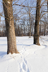 Image showing path in the snow 