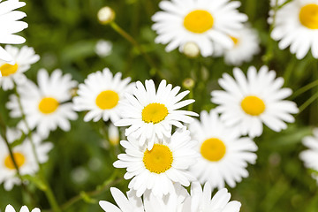 Image showing white daisy  ,  spring