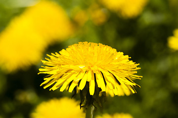 Image showing  flowers yellow dandelions