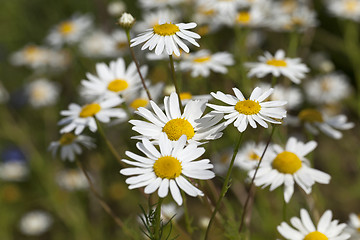 Image showing daisies , spring  season