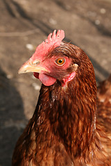 Image showing chicken