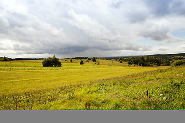 Image showing green vegetation ,  plants  