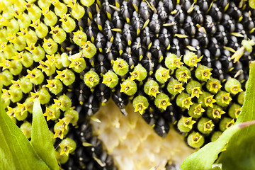 Image showing corolla Sunflower  , close-up 