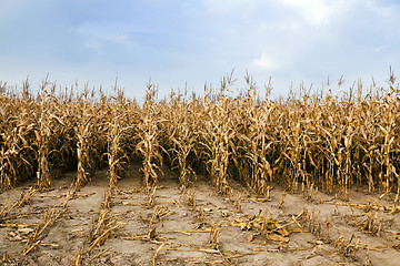 Image showing agricultural field with corn 