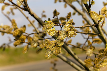 Image showing blooming willow , springtime