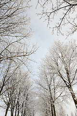 Image showing trees in winter  