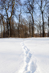 Image showing trees in winter 