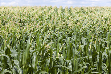 Image showing corn field ,  immature  