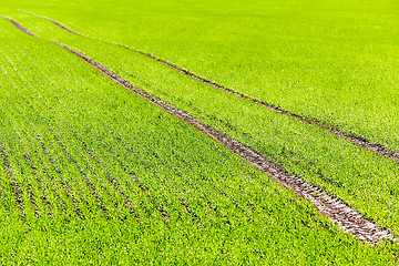 Image showing Agriculture. cereals. Spring  