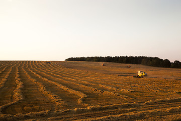 Image showing cereal harvest. Sunset  