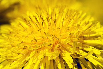 Image showing  flowers yellow dandelions