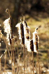 Image showing Yellow reeds spring  