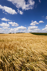Image showing ripened cereals , field  