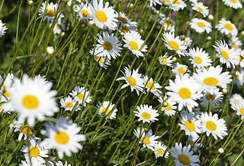 Image showing daisy flowers, summer  