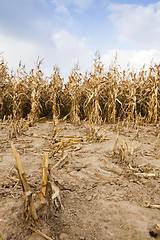 Image showing agricultural field with corn  