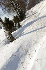 Image showing trees in winter 