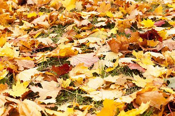 Image showing fallen leaves of trees  