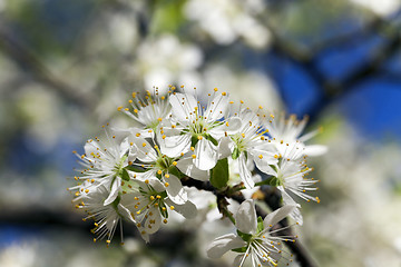 Image showing cherry ,  spring season