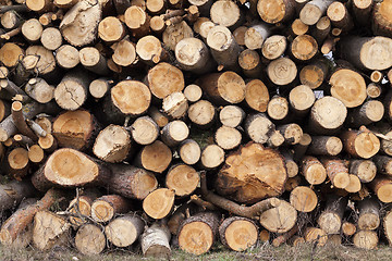 Image showing logging. bunch. forest  