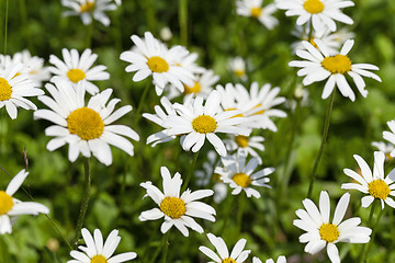 Image showing white daisy   flowers.