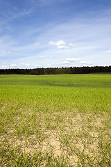 Image showing sprouted wheat in the spring  