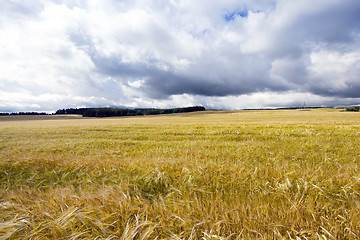 Image showing ripened cereals , harvest  