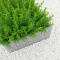 Image showing Rosemary plant decorating a garden