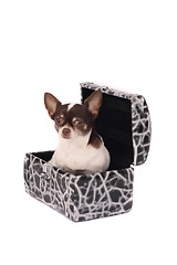 Image showing chihuahua in the case