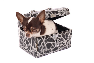 Image showing chihuahua in the case