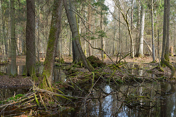 Image showing Springtime wet mixed forest with standing water