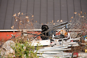 Image showing sparrows on garbage heap