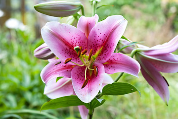 Image showing Hemerocallis