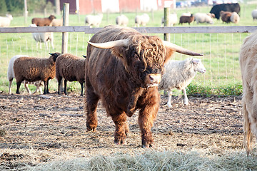 Image showing furry bull