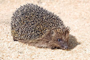 Image showing hedgehog