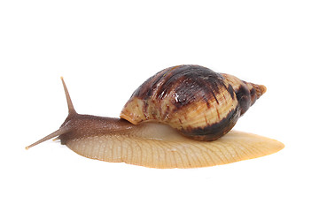 Image showing snail