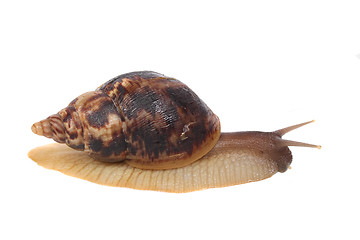 Image showing snail