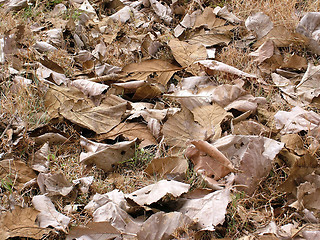 Image showing Teak Leaves