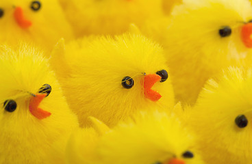 Image showing Abundance of easter chicks, selective focus