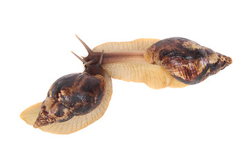 Image showing snails