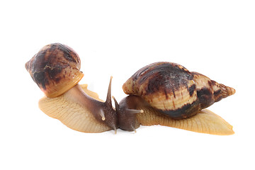 Image showing snails